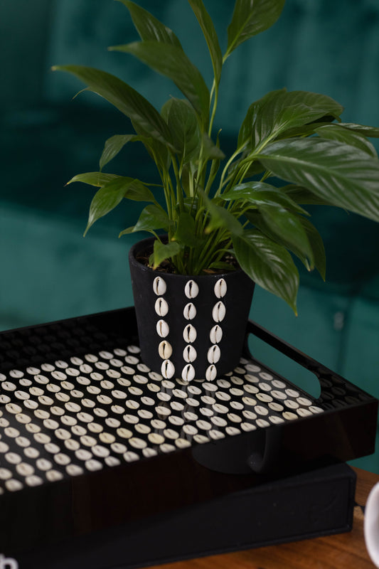Black Cowrie Shell Tray